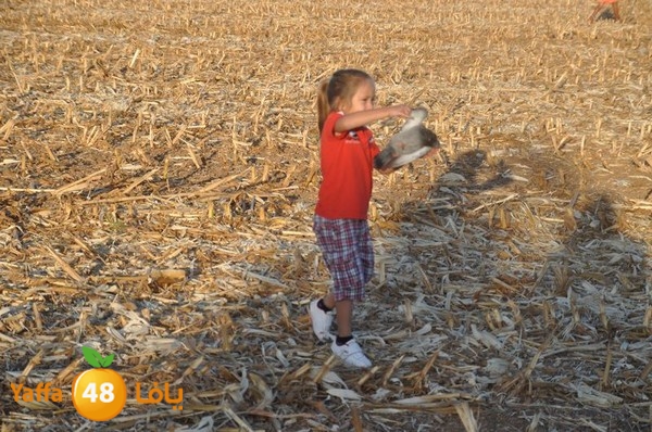 7amam lud monir 908 (40).JPG